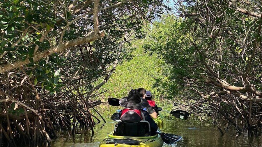 Mangrove Tunnels