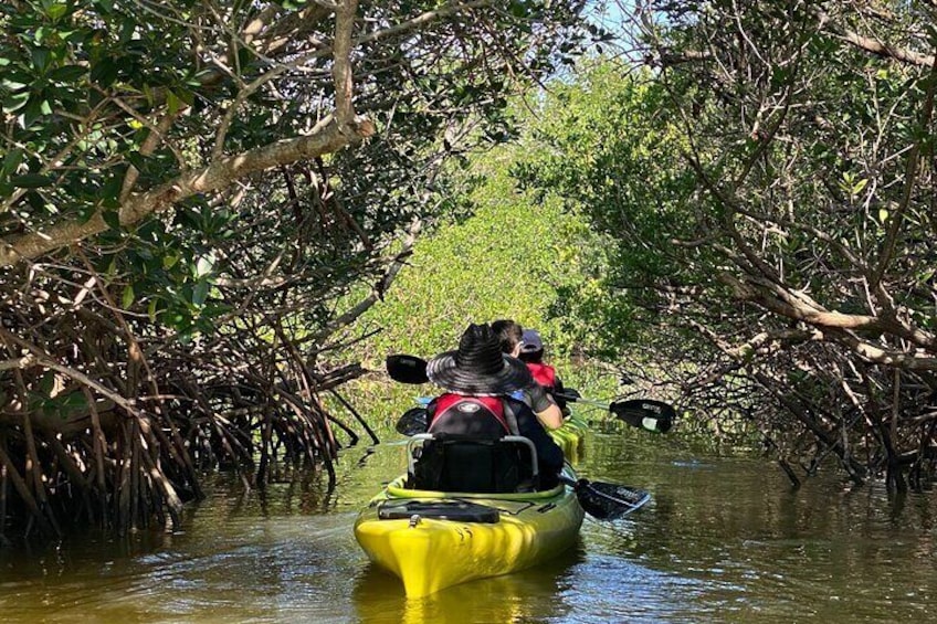 Mangrove Tunnels 