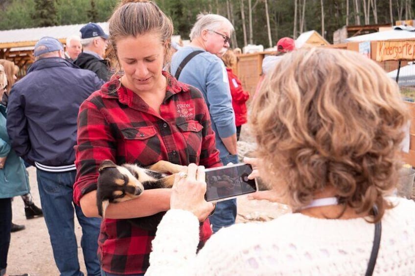 Meet future canine athletes - Alaskan husky puppies - at Wild Adventure Yukon