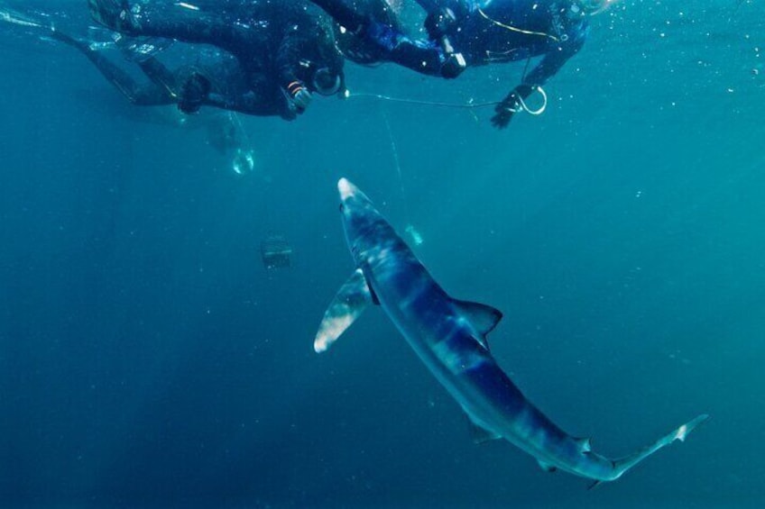 Blue Shark and Snorkelers
