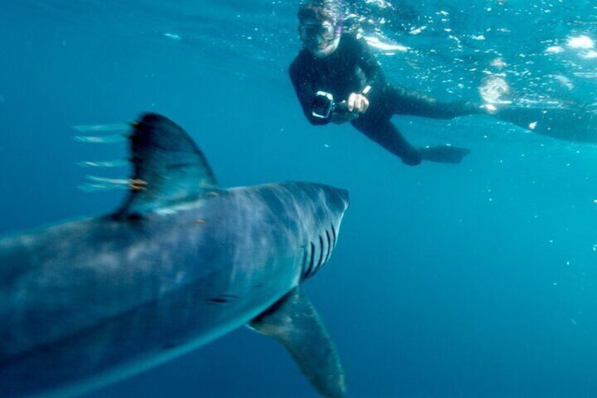 Close encounter with a Mako Shark 