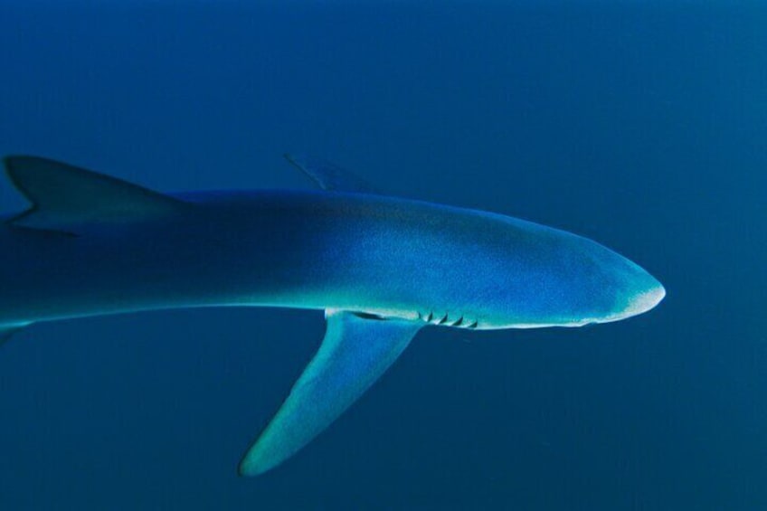 Beautiful Iridescent Blue Shark