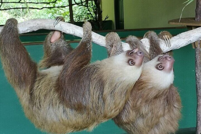 Aerial Tram & Sloth Sanctuary in the Rainforest