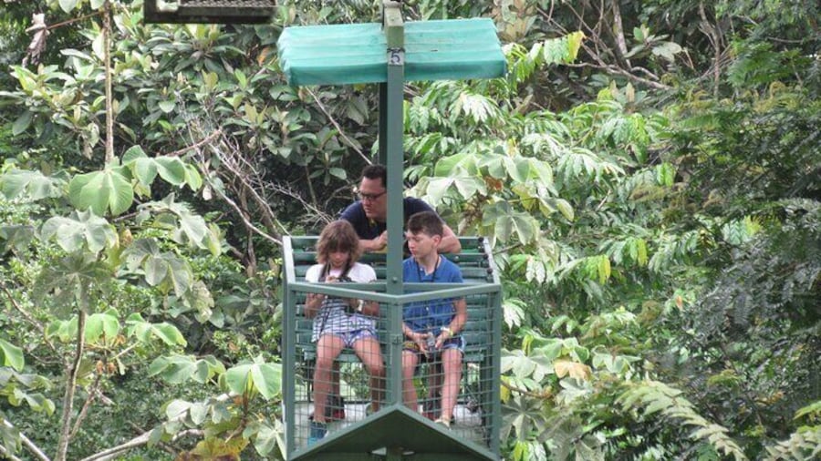 Aerial Tram & Sloth Sanctuary in the Rainforest
