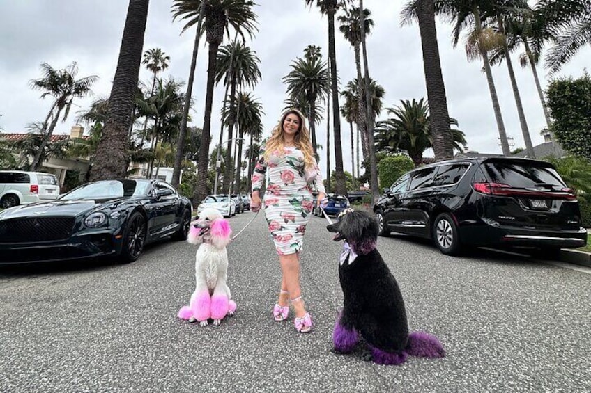 Famous palm street you can take photos with the Beverly Hills poodles 