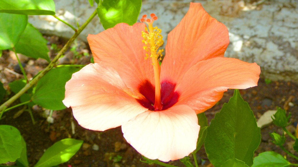 Hibiscus flower growing alongside trail in St. Lucia