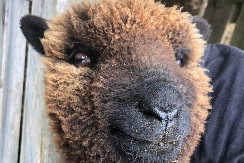 Wool Sheep Farm Experience with Handmade Wool Hat in New Zealand 