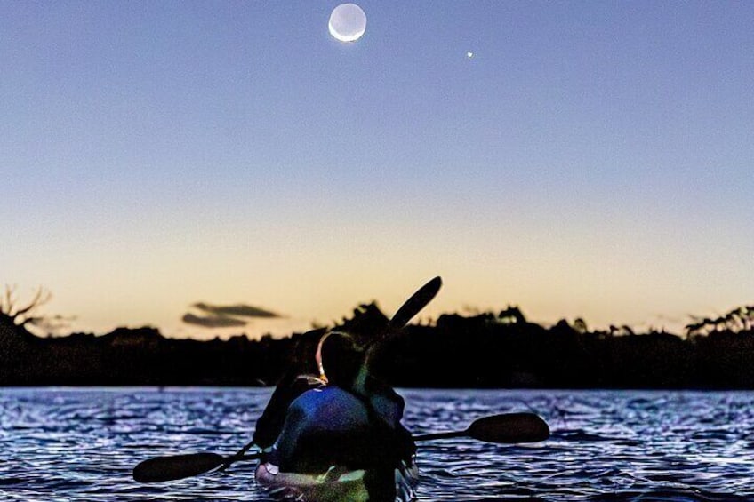 Auckland Bioluminescence Kayak Tour