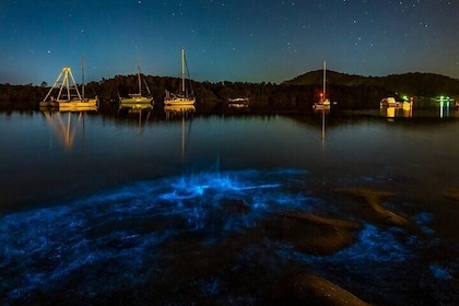 Auckland Bioluminescence Kayak Tour