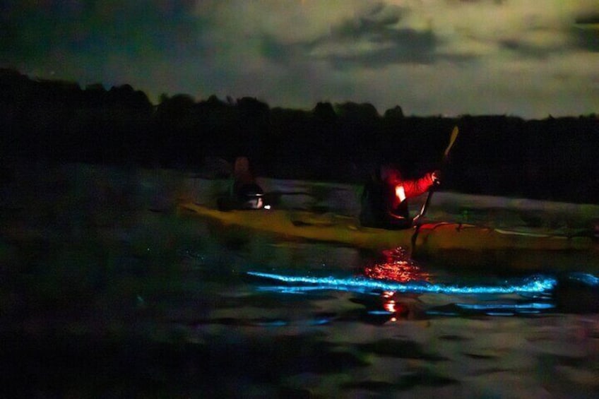 Auckland Bioluminescence Kayak Tour