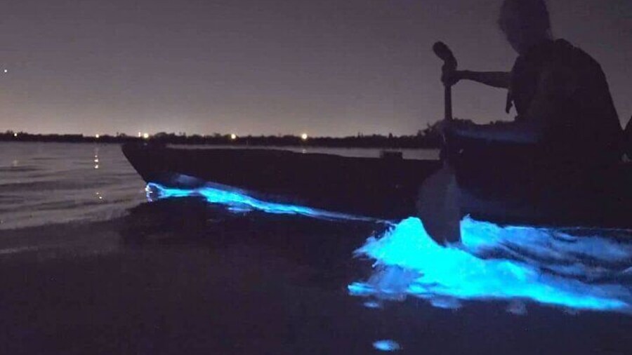 Auckland Bioluminescence Kayak Tour