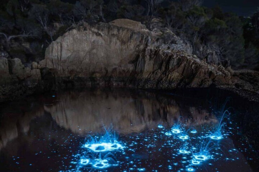 Auckland Bioluminescence Kayak Tour