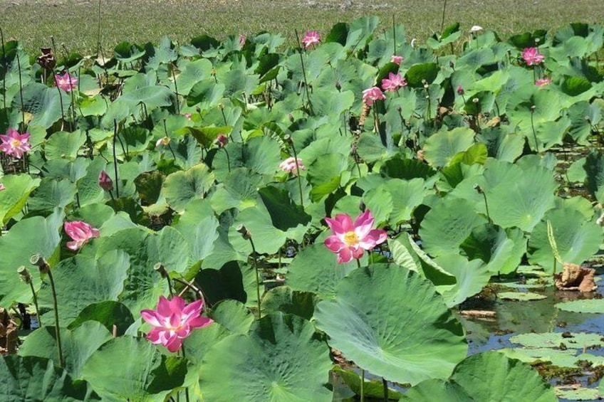 Darwin to Kakadu Day Trip by Air Including Yellow Water Cruise