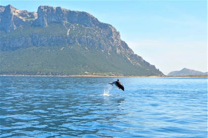 Olbia: Delfinskådningstur med snorkling på ön Figarolo