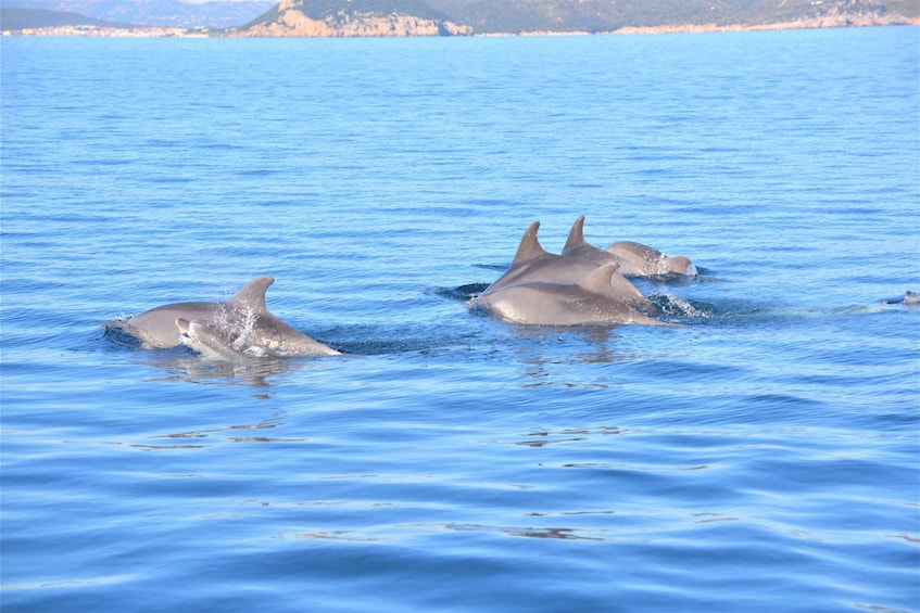 Picture 11 for Activity Olbia: Dolphin Watching Tour with Figarolo Island Snorkeling