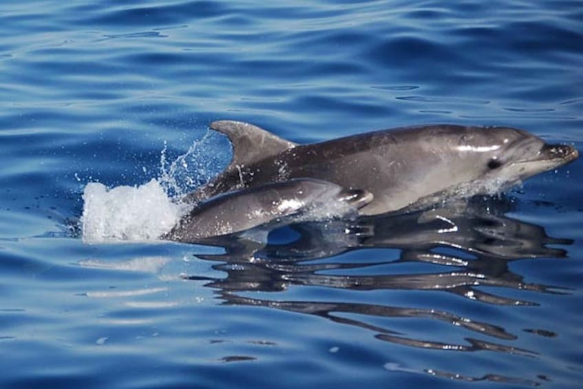 Picture 3 for Activity Olbia: Dolphin Watching Tour with Figarolo Island Snorkeling