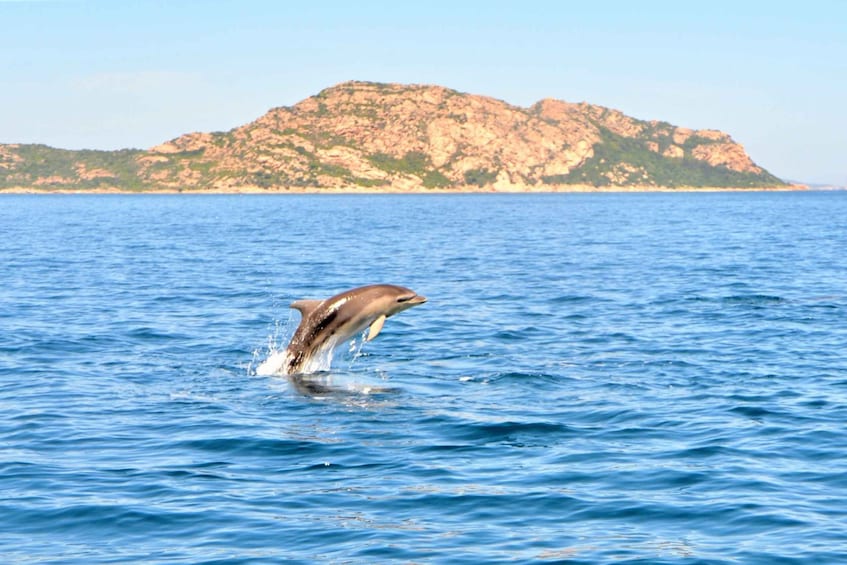 Picture 2 for Activity Olbia: Dolphin Watching Tour with Figarolo Island Snorkeling