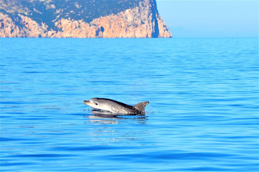 Picture 1 for Activity Olbia: Dolphin Watching Tour with Figarolo Island Snorkeling