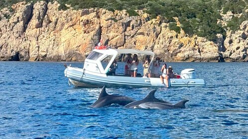 Olbia: tour de observación de delfines con esnórquel en la isla Figarolo