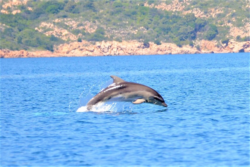 Picture 10 for Activity Olbia: Dolphin Watching Tour with Figarolo Island Snorkeling