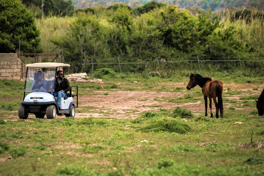 Alghero: Golf car hire in Porto Conte Natural Park