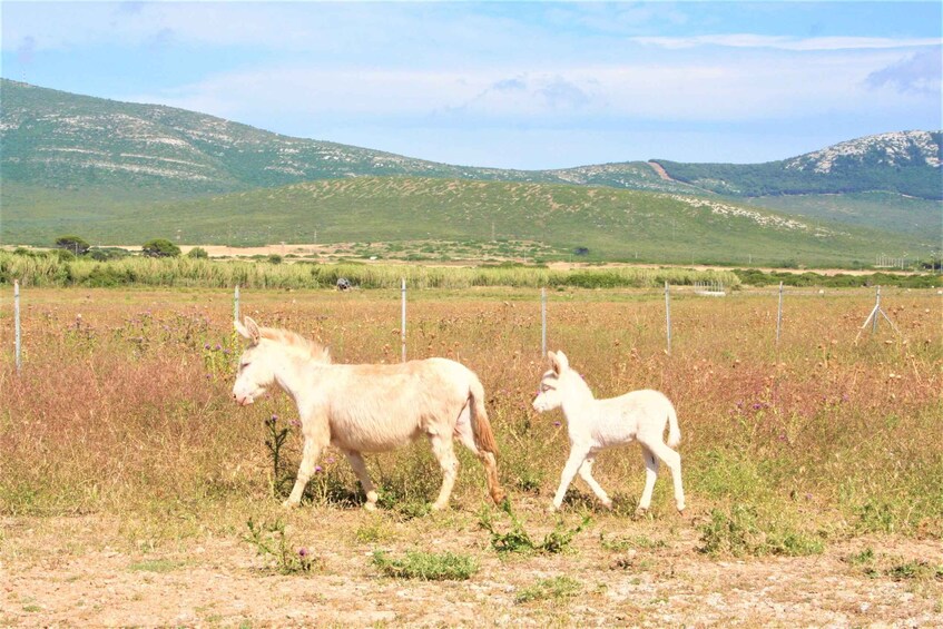 Picture 2 for Activity Alghero: Golf car hire in Porto Conte Natural Park