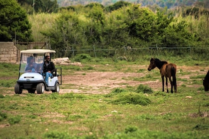 Alghero: Golfbilsuthyrning i naturparken Porto Conte
