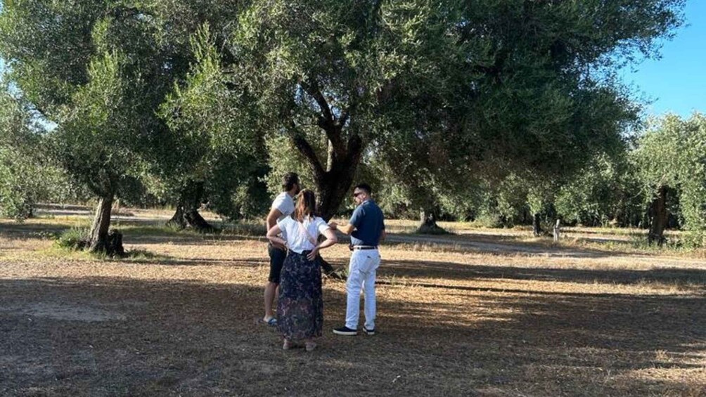 Picture 4 for Activity Oristano: Olive Tree Grove Guided Visit with Tasting