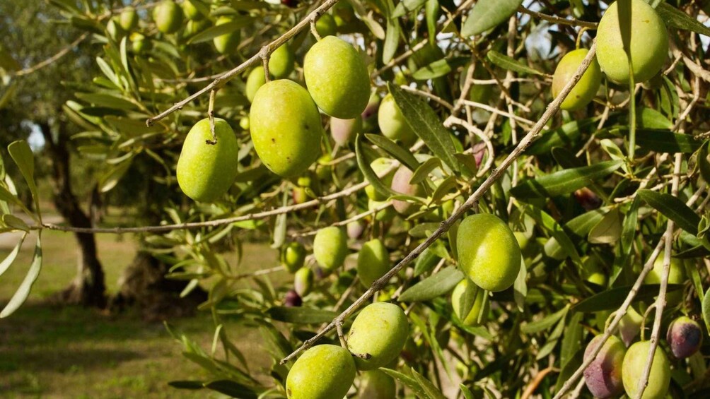 Oristano: Olive Tree Grove Guided Visit with Tasting