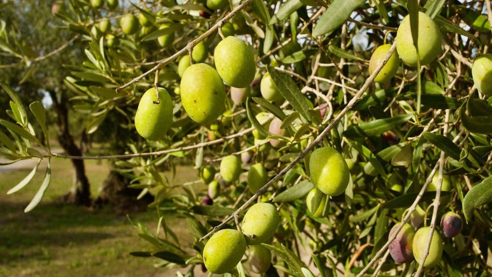 Oristano: Olive Tree Grove Guided Visit with Tasting