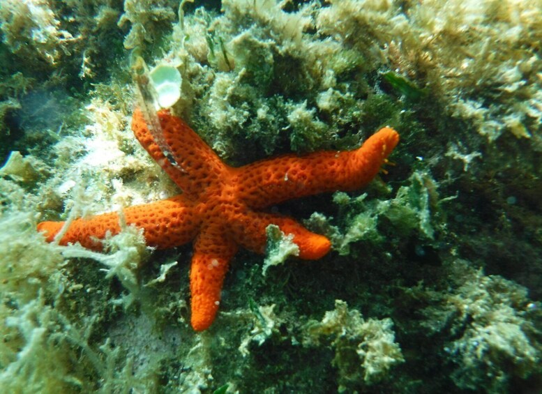 Picture 5 for Activity Porto Torres: Snorkeling in Balai Bay