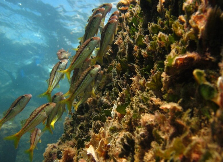 Picture 13 for Activity Porto Torres: Snorkeling in Balai Bay