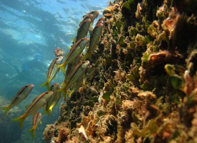 Picture 13 for Activity Porto Torres: Snorkeling in Balai Bay