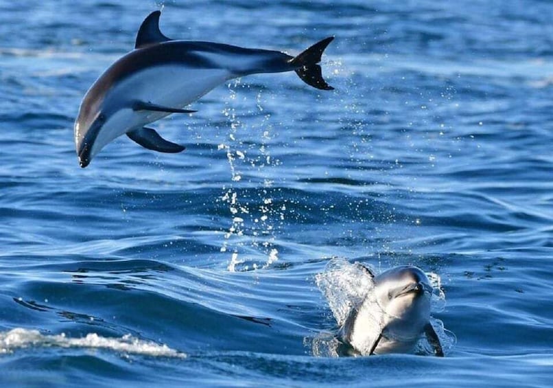 Picture 3 for Activity Golfo Aranci: boat tour in the Tavolara Protected Area
