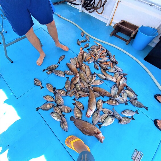 Picture 3 for Activity Alghero: Gulf of Alghero Fishing Boat Trip with Fresh Lunch