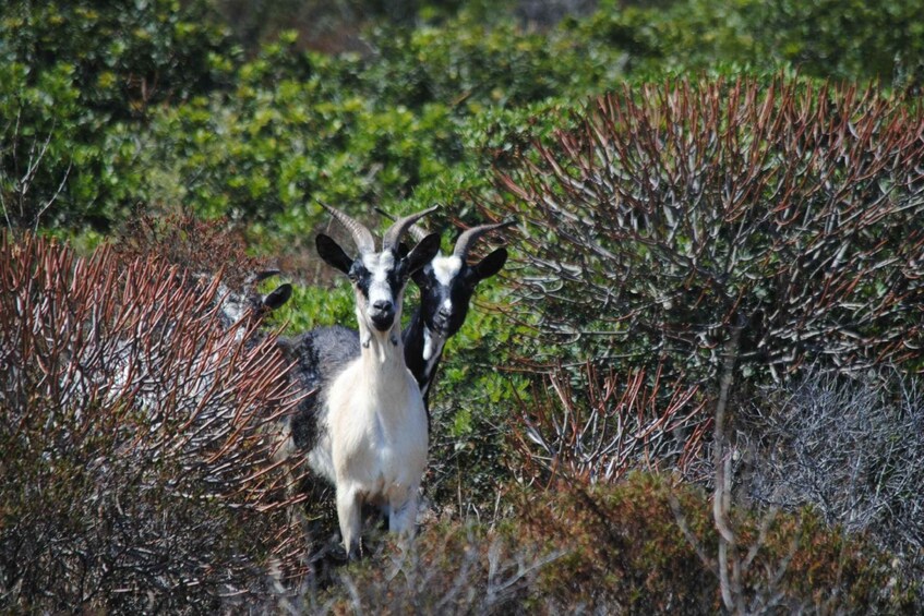 Picture 7 for Activity From Stintino: Asinara National Park Guided Tour by Minivan