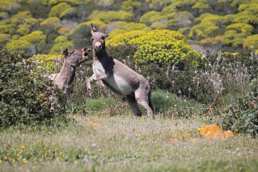 Picture 4 for Activity From Stintino: Asinara National Park Guided Tour by Minivan