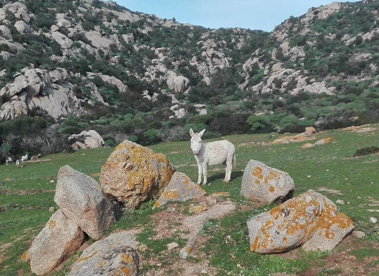 Picture 9 for Activity From Stintino: Asinara National Park Guided Tour by Minivan