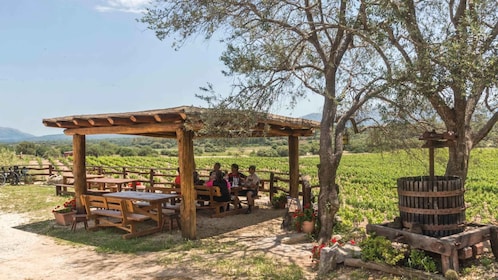 Sardinien: Dorgali vingårdstur med provsmakning och lokal guide