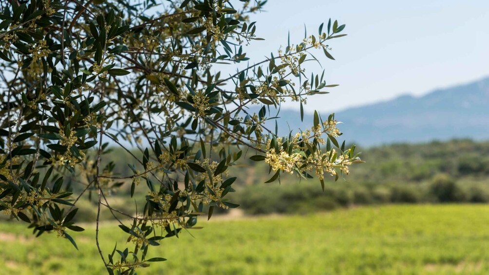 Picture 6 for Activity Sardinia: Dorgali Winery Tour with Tasting and Local Guide