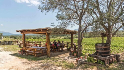 Cerdeña: visita a la bodega Dorgali con degustación y guía local