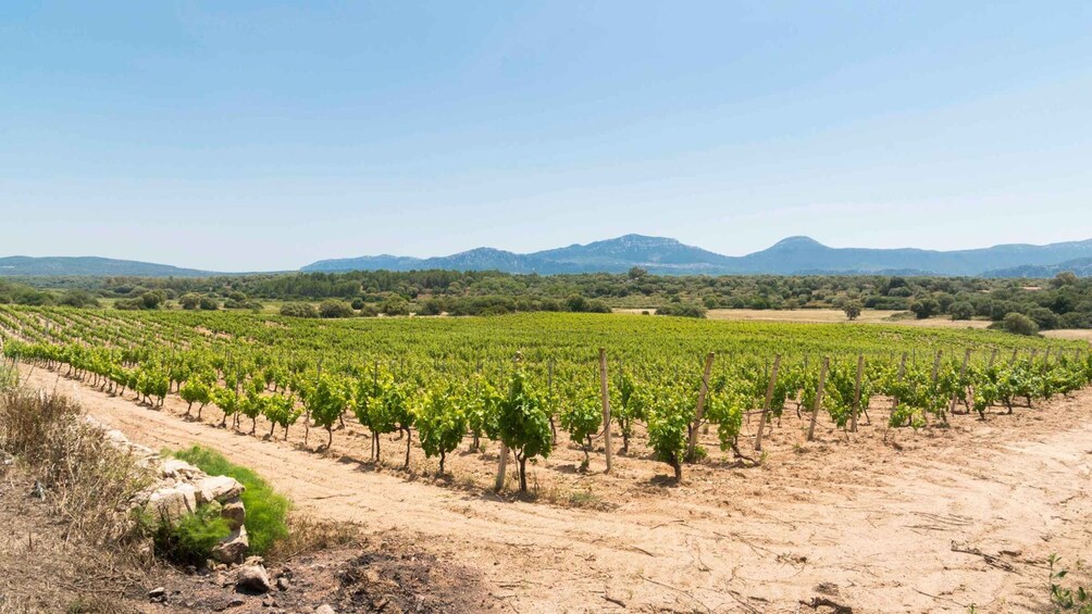 Picture 10 for Activity Sardinia: Dorgali Winery Tour with Tasting and Local Guide