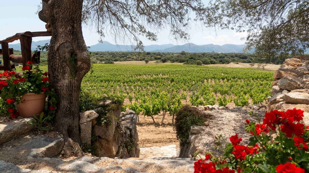 Picture 11 for Activity Sardinia: Dorgali Winery Tour with Tasting and Local Guide