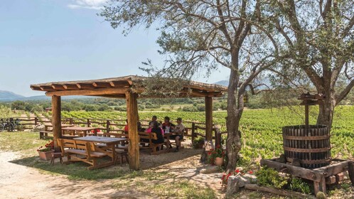 Sardinien: Dorgali vingårdstur med provsmakning och lokal guide