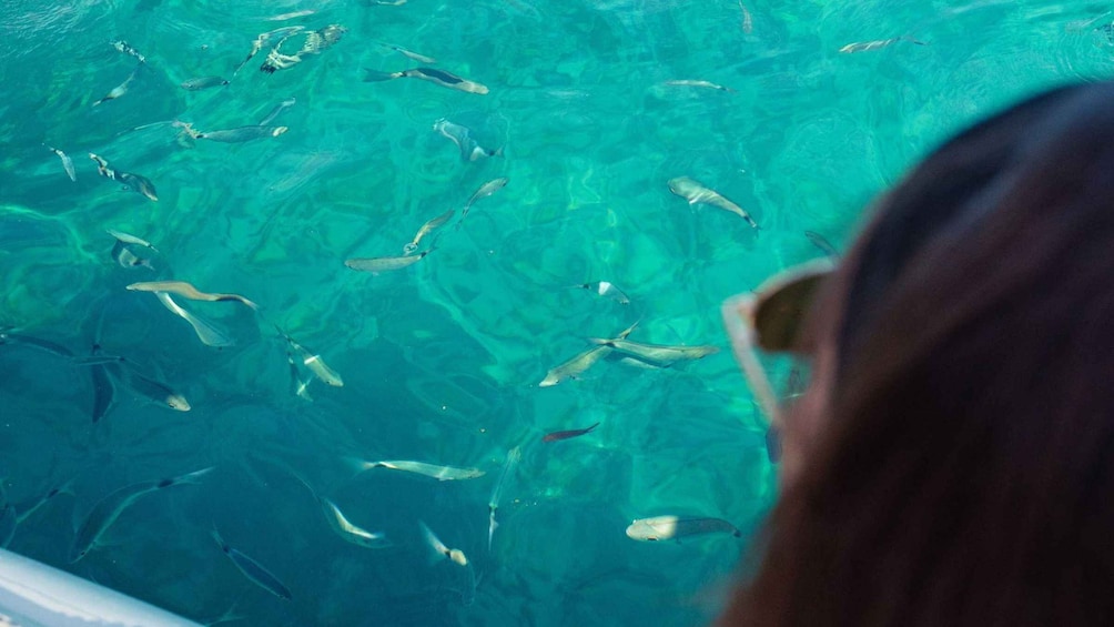 Picture 14 for Activity Maristella: Porto Conte Park Snorkeling Boat Tour