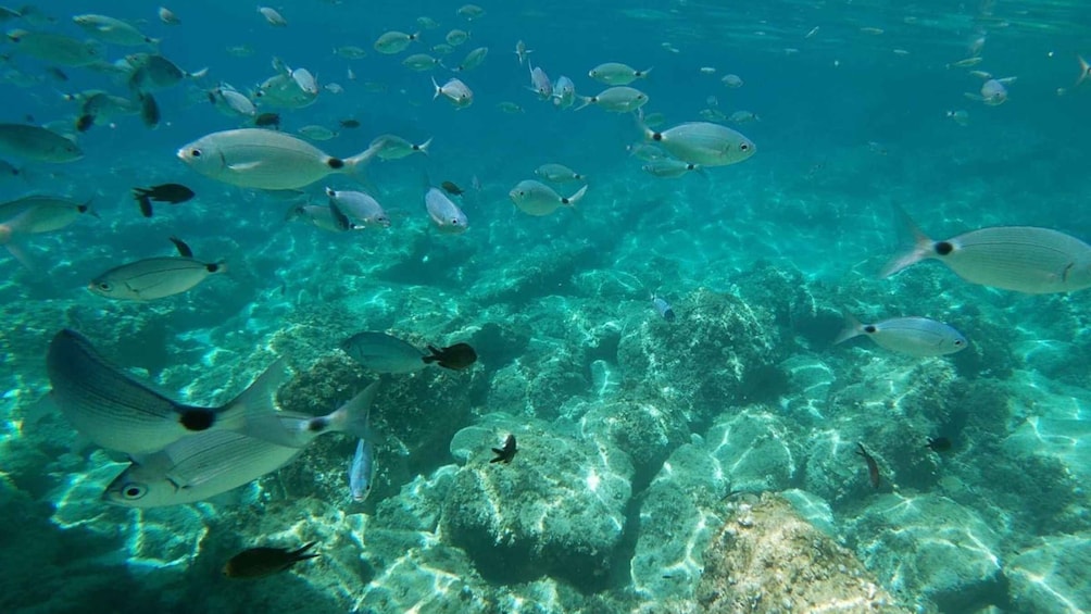 Picture 7 for Activity Maristella: Porto Conte Park Snorkeling Boat Tour