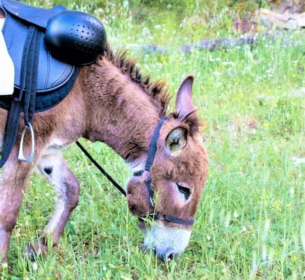 Picture 9 for Activity Cargeghe: Trekking with Donkeys Day Trip with Aperitif