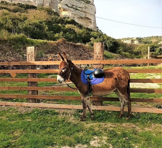 Cargeghe: Trekking with Donkeys Day Trip with Aperitif