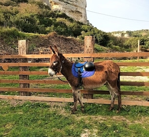 Cargeghe: excursión de un día con burros y aperitivo