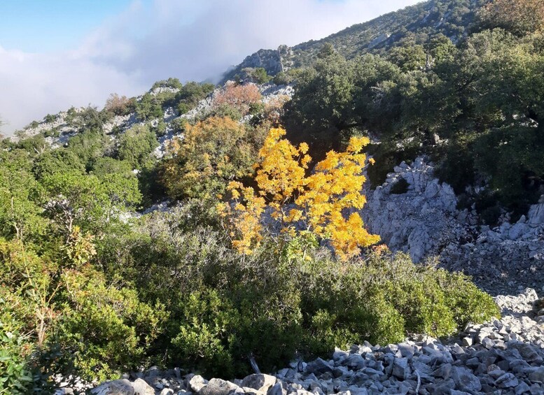 Picture 7 for Activity Baunei: Cala Goloritzè Trekking Tour with A Guide